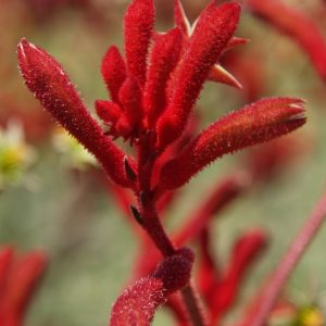 Anigozanthos Big Red - Kangaroo Paw
