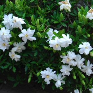 Gardenia augusta Radicans