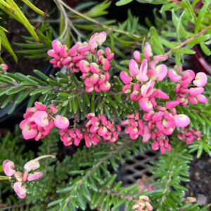 Grevillea Lanigera - Woolly Bear Hero