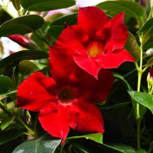 Mandevilla Sanderi Summerstar Red - Dipladenia