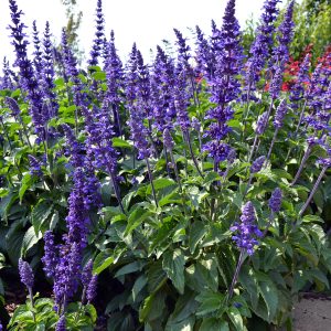 Salvia Mystic Spires - Common sage