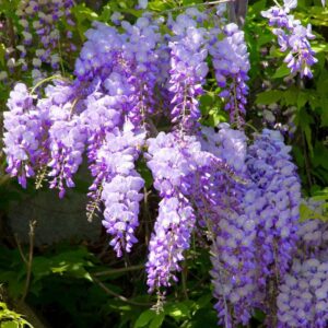Wisteria Sinensis - Chinese Wisteria
