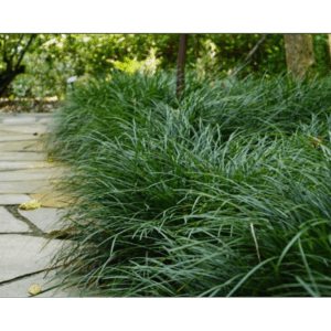 Ophiopogon Japonicus - Mondo Grass