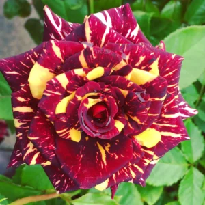 Abracadabra - Hybrid Tea
