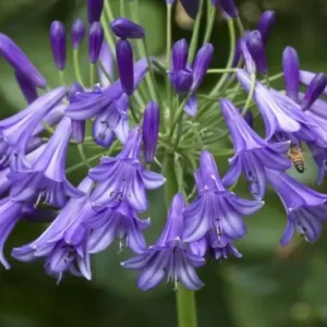 Agapanthus Purple Cloud - African Lily