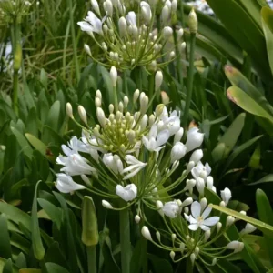 Agapanthus Snowball-African Lily