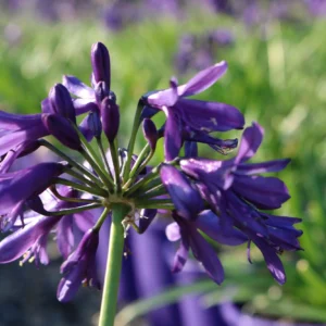 Agapanthus Sugar Plum-African Lily