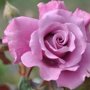 Angel Face - Floribunda