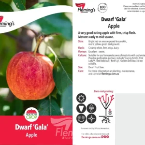 Apple Gala -  Dwarf