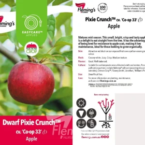 Apple Pixie Crunch - Dwarf