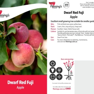 Apple Red Fuji - Dwarf