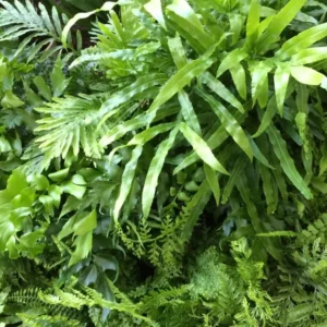Assorted Fern Basket