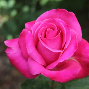 Best Friend - Hybrid Tea