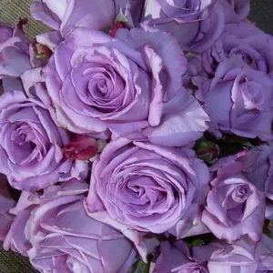 Blue Moon - Hybrid Tea