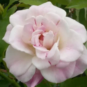 Blushing Pink Iceberg - Floribunda