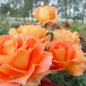 Brass Band - Floribunda