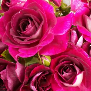 Burgundy Iceberg - Floribunda