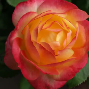 Chameleon Rose - Miniature