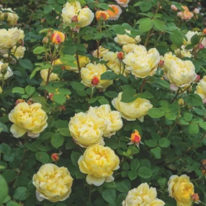 Charles Darwin - David Austin