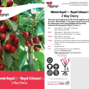Cherry Minnie Royal/Royal Crimson - Multi Graft