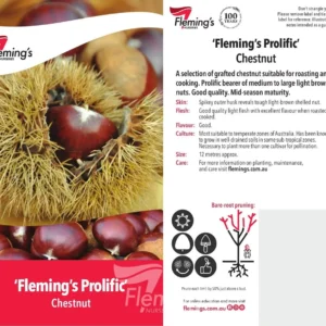 Chestnut Flemings Prolific