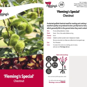 Chestnut Flemings Special