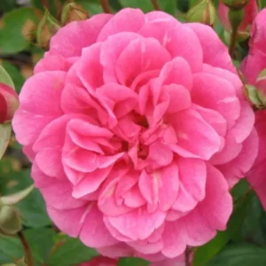 China Doll - Miniature