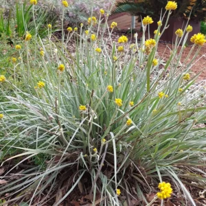 Conostylis candicans - Cotton Heads