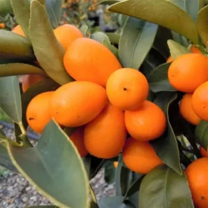 Cumquat Nagam