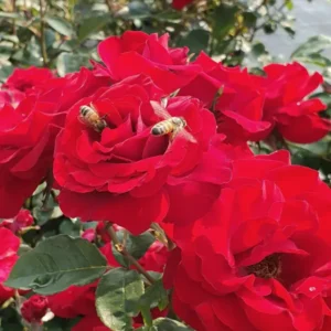 Dear Father - Floribunda