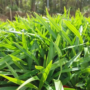 Dianella tasmanica Tasred - Flax Lily