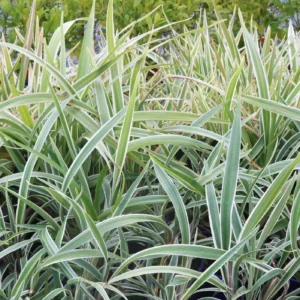 Dianella tasmanica Wyeena - Flax Lily