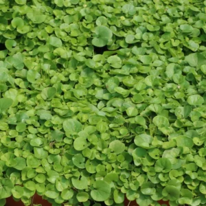 Dichondra repens - Kidney Grass