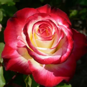 Double Delight - Hybrid Tea