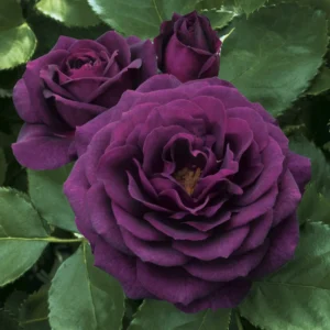 Ebb Tide - Floribunda