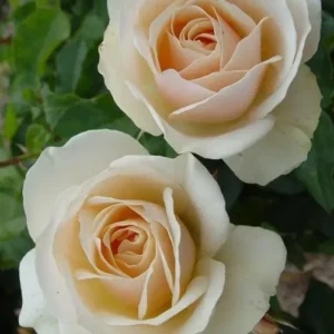 Edelweiss - Floribunda