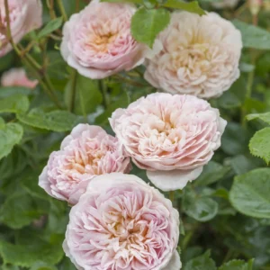 Emily Bronte - David Austin