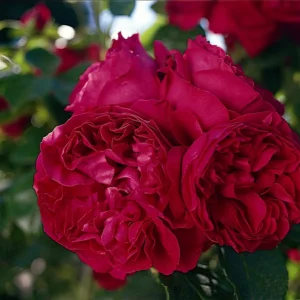 Father's Love - Hybrid Tea