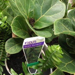 Ficus Lyrata Bambino - Dwarf Fiddle Leaf Fig
