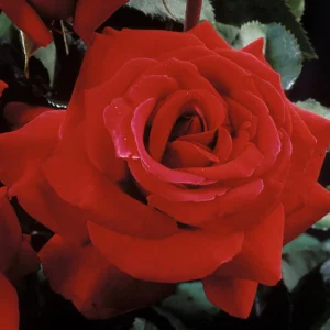 Fire Fighter - Hybrid Tea