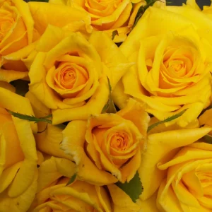 Friesia - Floribunda