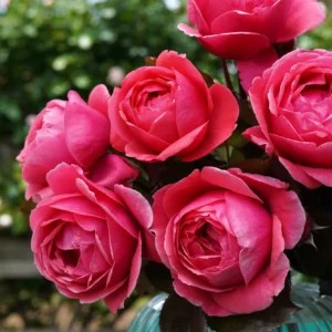 Fruity Parfuma - Floribunda