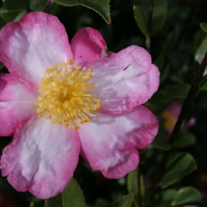 Camellia Fukuzutsumi