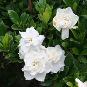 Gardenia augusta Florida