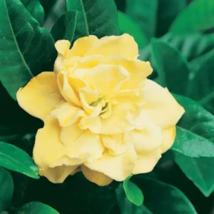 Gardenia augusta Golden Magic