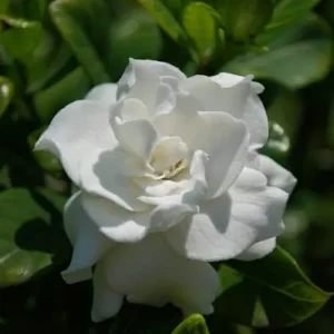 Gardenia augusta Professor Pucci