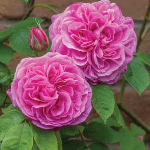 Gertrude Jekyll - David Austin