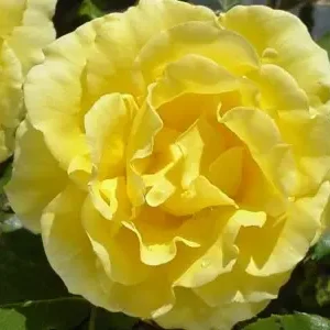 Gold Bunny - Climbing