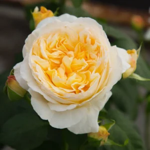 Gold Pierre de Ronsard - Climbing