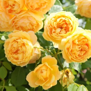 Golden Celebration - David Austin